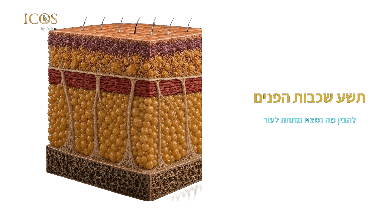 תשע שכבות הפנים — להבין מה נמצא מתחת לעור