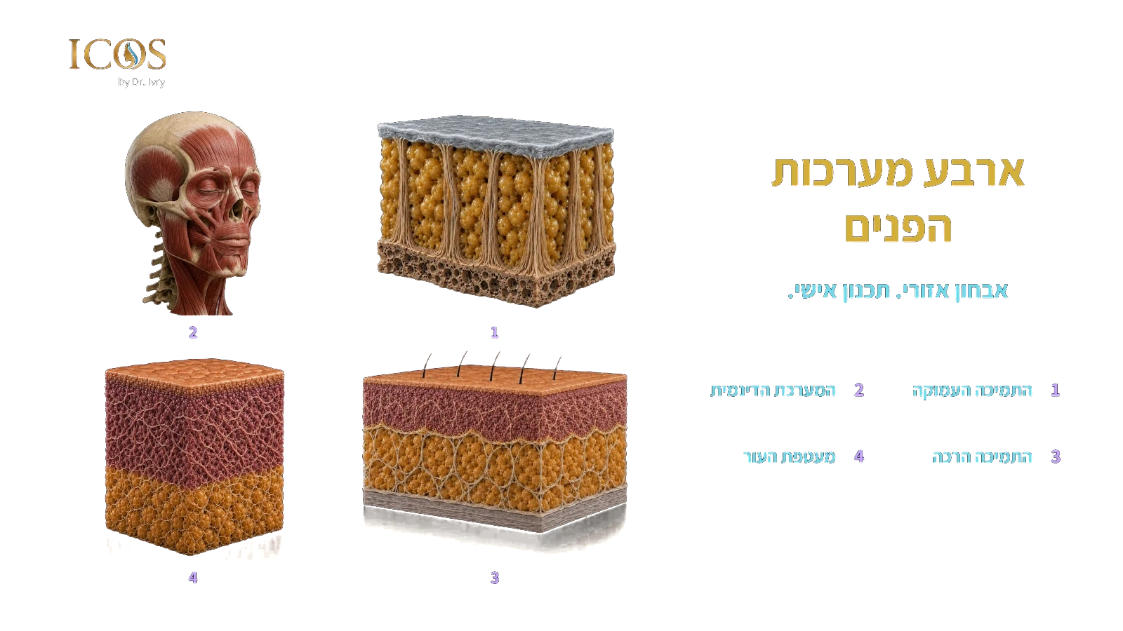 ארבע מערכות הפנים — מאבחון אנטומי לתכנון טיפול