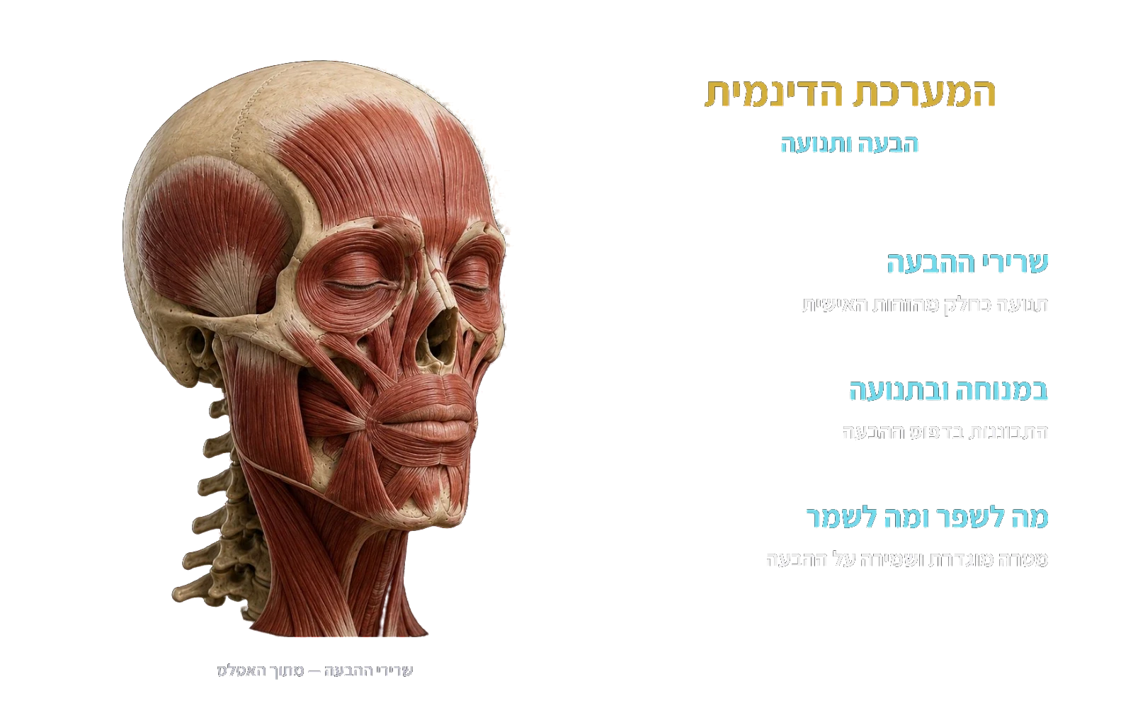 המערכת הדינמית — שרירי ההבעה, מתוך האטלס.