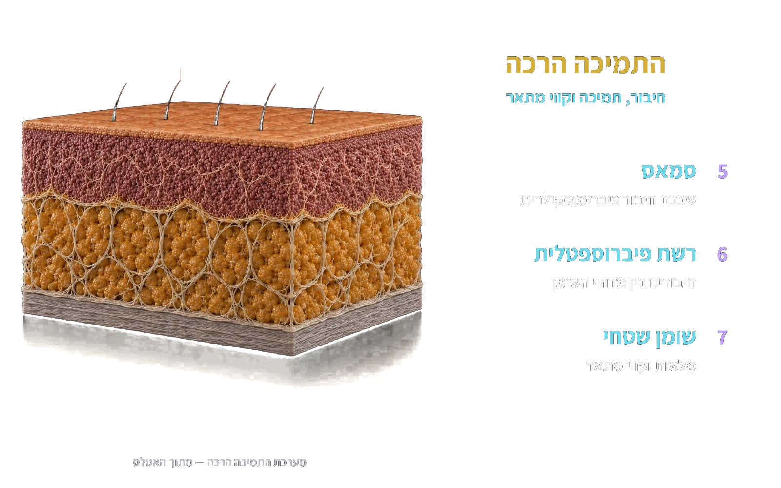 התמיכה הרכה — סמאס, רשת פיברוספטלית ושומן שטחי, מתוך האטלס.