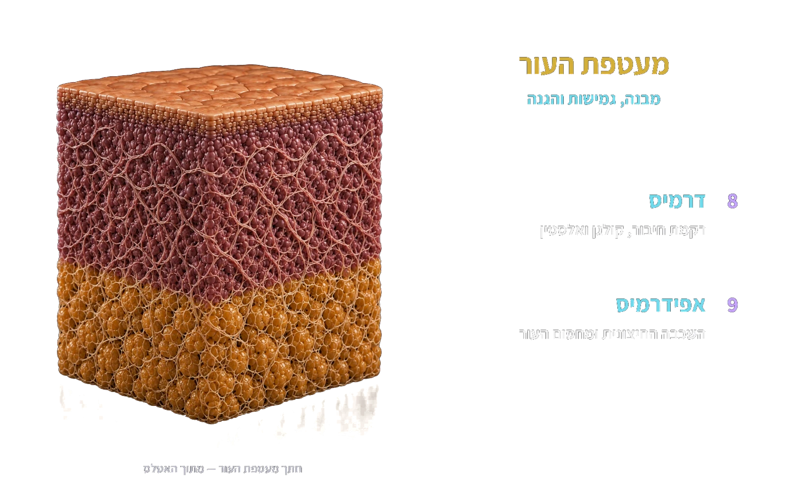 מעטפת העור — דרמיס ואפידרמיס, מתוך האטלס.