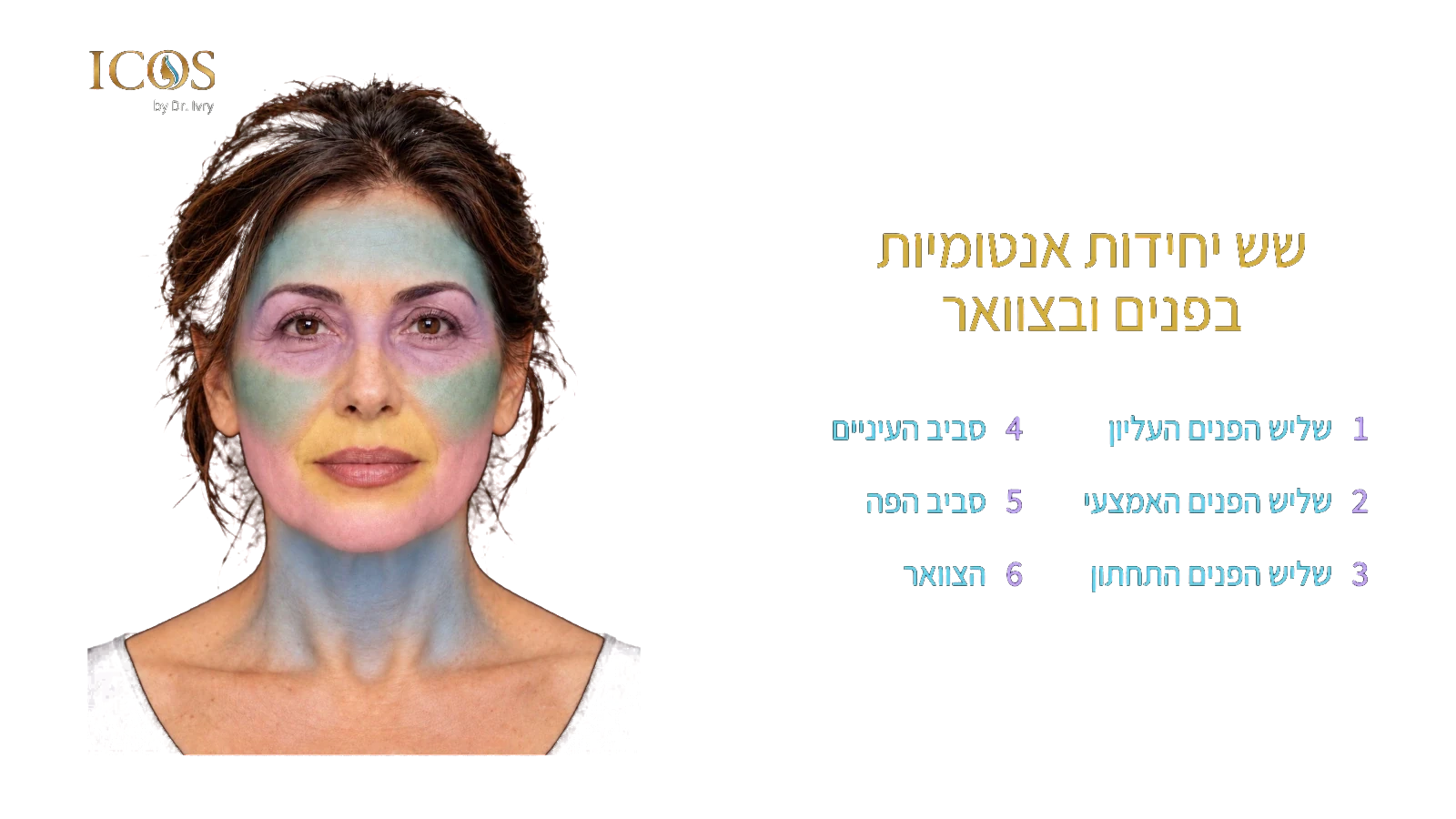 מפת שש היחידות האנטומיות בפנים ובצוואר, עם צביעה אזורית ומקרא ממוספר