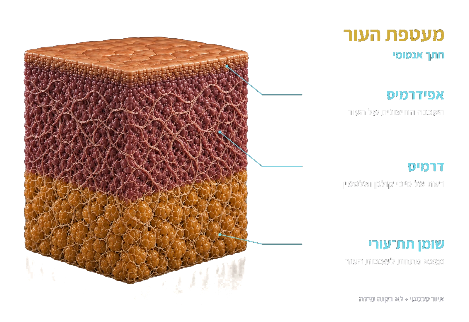מעטפת העור: אפידרמיס, דרמיס ושומן תת־עורי. המחשה אנטומית סכמטית.