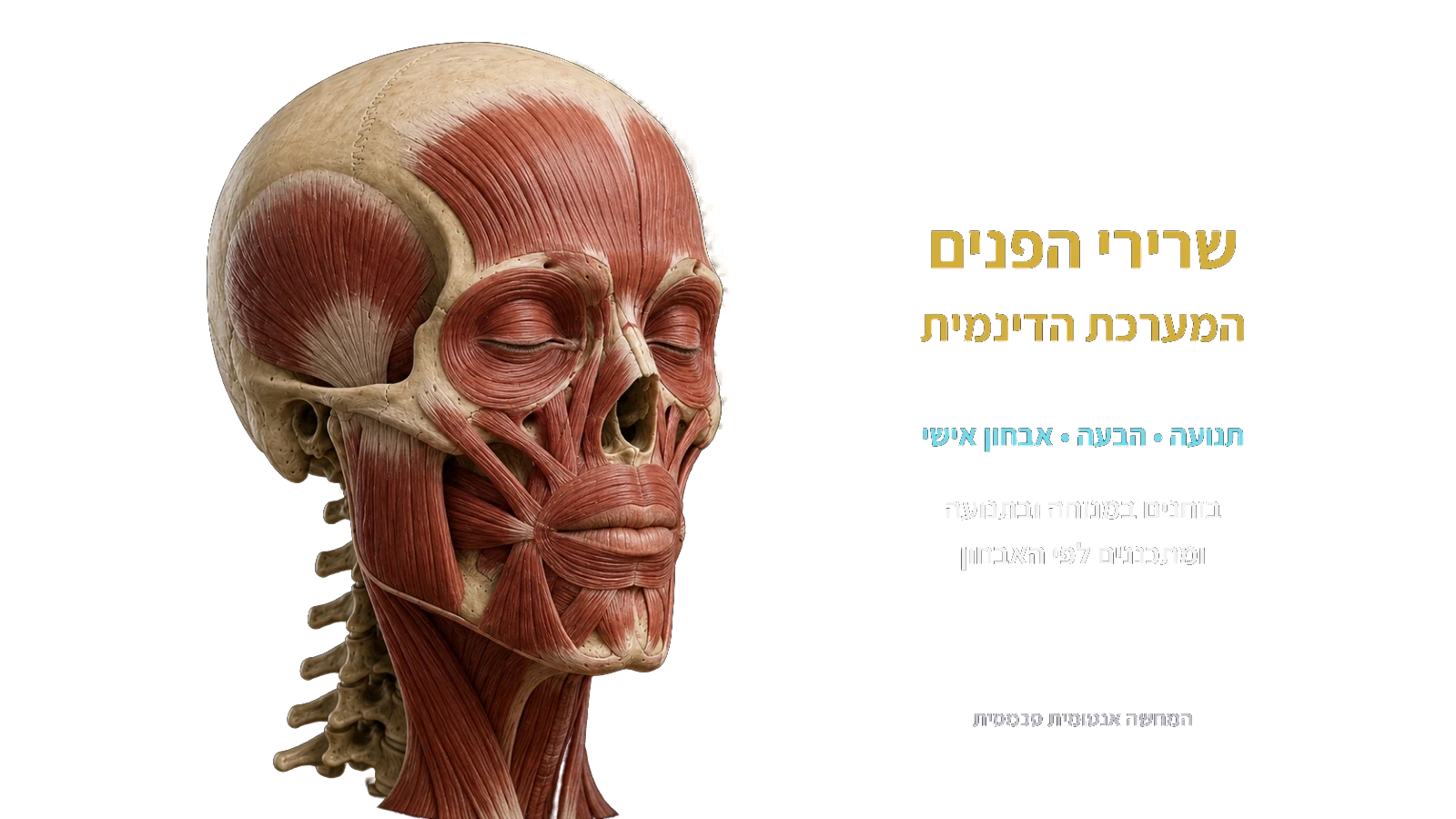 שרירי הפנים והמערכת הדינמית בגישת ICOS. איור אנטומי סכמטי מהאטלס.